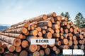 Eichen-Stammholz – LKW-Ladung | 20–40 RM