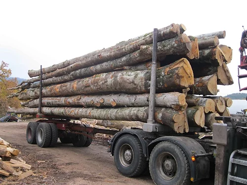 Buchenstämme – 50 Kubikmeter LKW-Ladung